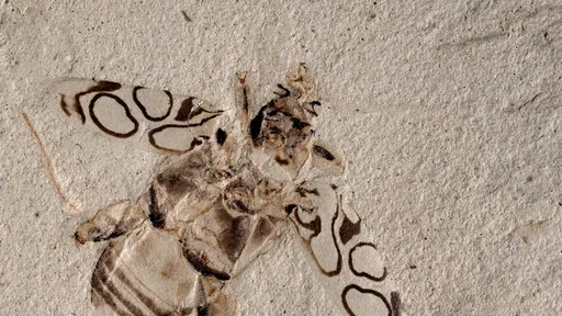 Fóssil de besouro pré-histórico é encontrado em incríveis condições; veja!