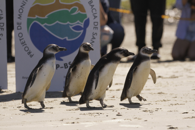 Pinguins