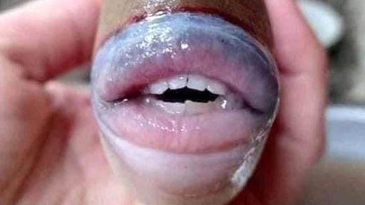 Matando um meme: o peixe com lábios humanos, infelizmente, não é real