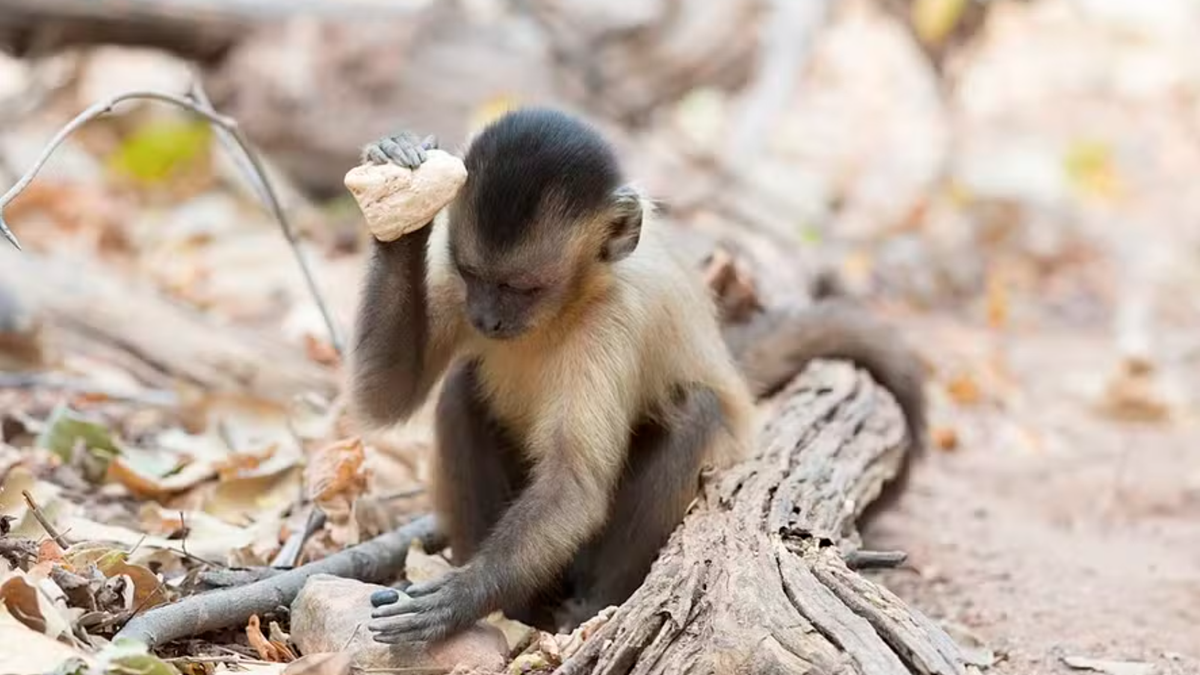 Macacos de Minas Gerais atingem estágio de evolução da pedra lascada