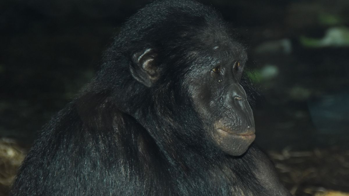 Bonobos reconhecem quando humanos não sabem de alguma coisa