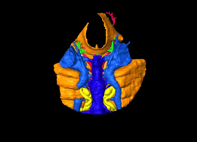 Modelo 3D do crânio do Shuyu, feito a partir de diversos fósseis (Imagem: IVPP/Divulgação)