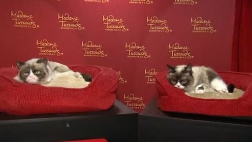 Grumpy Cat é homenageada com estátua de cera e participação na Broadway