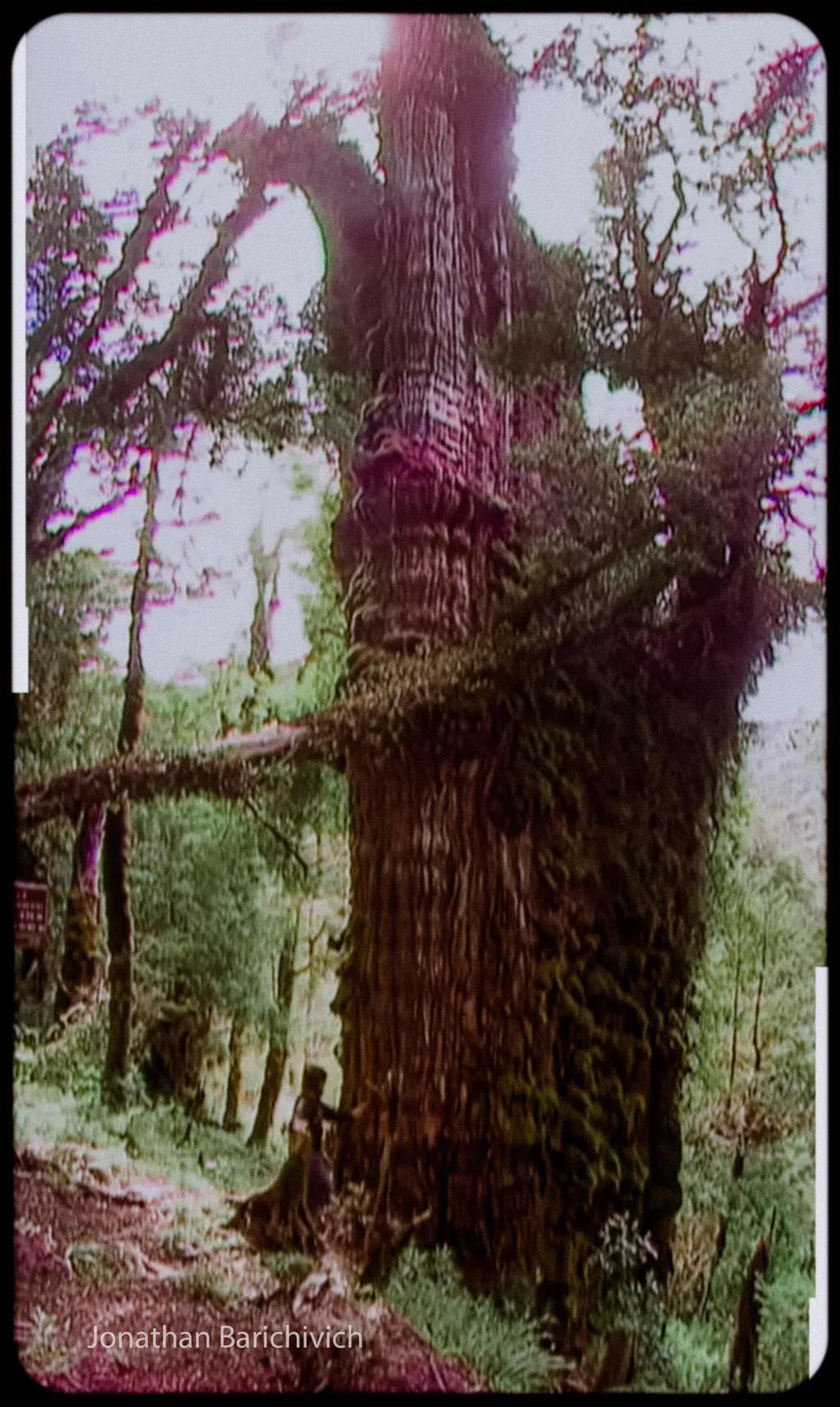 O Alerce Milenario, ou Gran Abuelo, espécime que pode ser a árvore mais velha do mundo (Imagem: Dr. Jonathan Barichivich/Divulgação)