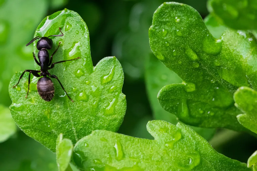 As consequências da dificuldade em adaptação ao aumento de temperatura pode influenciar todo o ambiente em que as formigas vivem (Imagem: Shannon Potter/Unsplash)