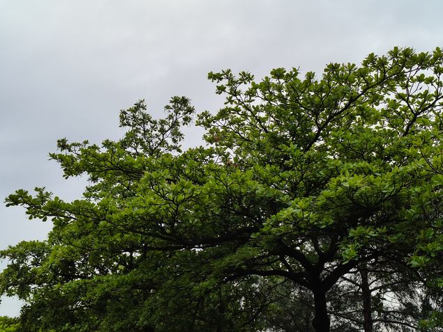 Teste de câmeras - Realme 15