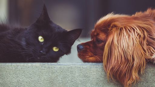 Cães e gatos também podem contrair a COVID-19; entenda os riscos