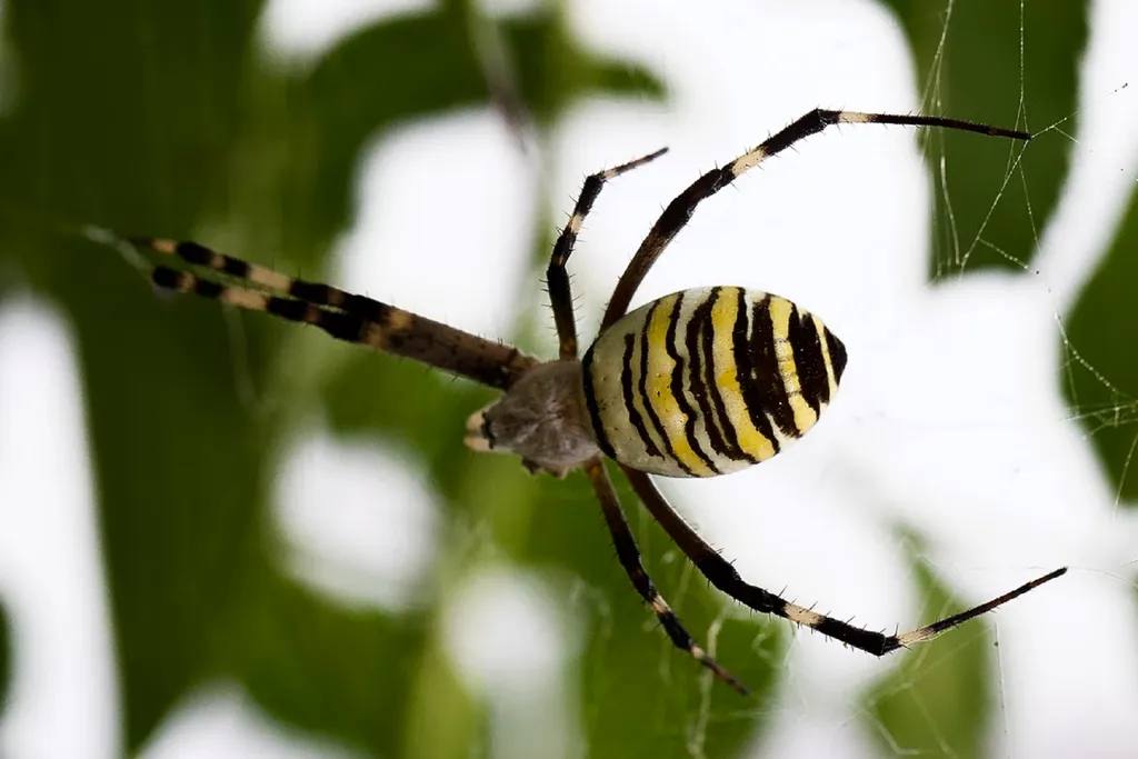 A aranha de jardim dourada inspirou o figurino do novo Homem-Aranha (Imagem: Reprodução/Unsplash/Andrey Tinkhonovskiy)
