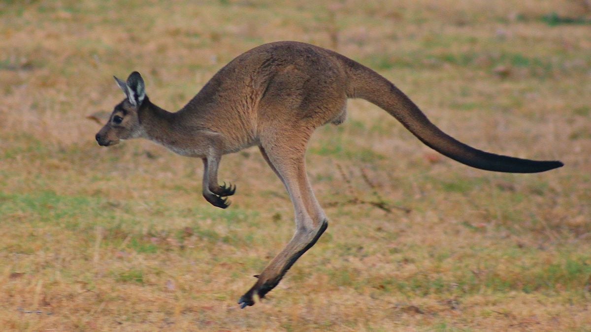 Por que a Austrália tem tantos animais estranhos?