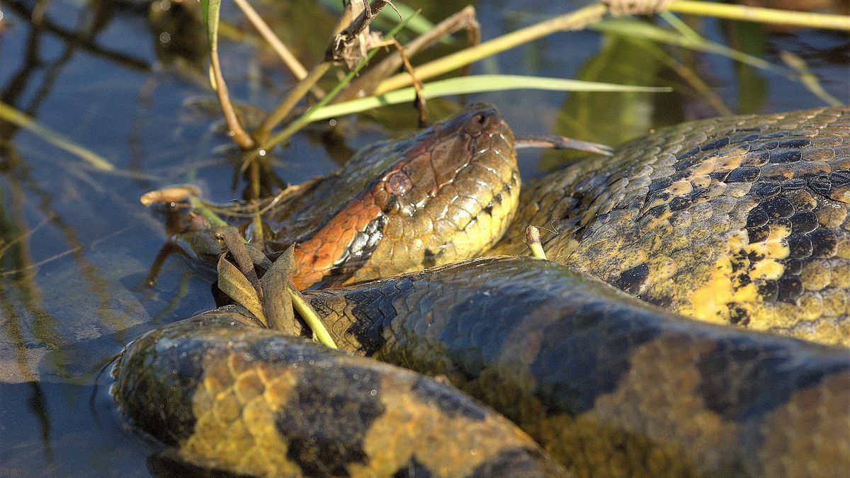 AS MAIORES COBRAS DO MUNDO! Serpentes gigantes que existem de