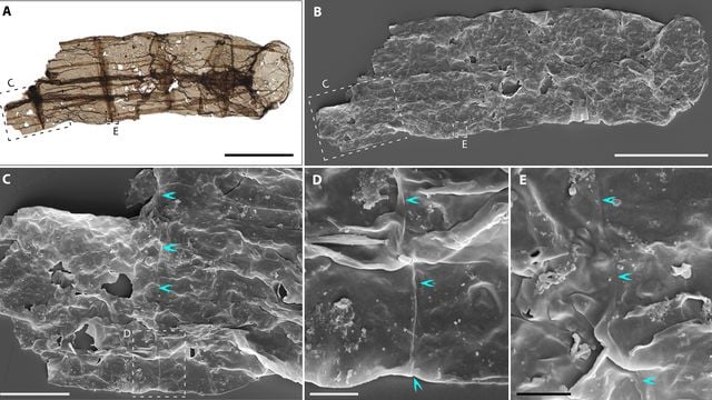 Miao et al./Science Advances