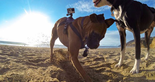 GoPro cão2 GoPro cão2