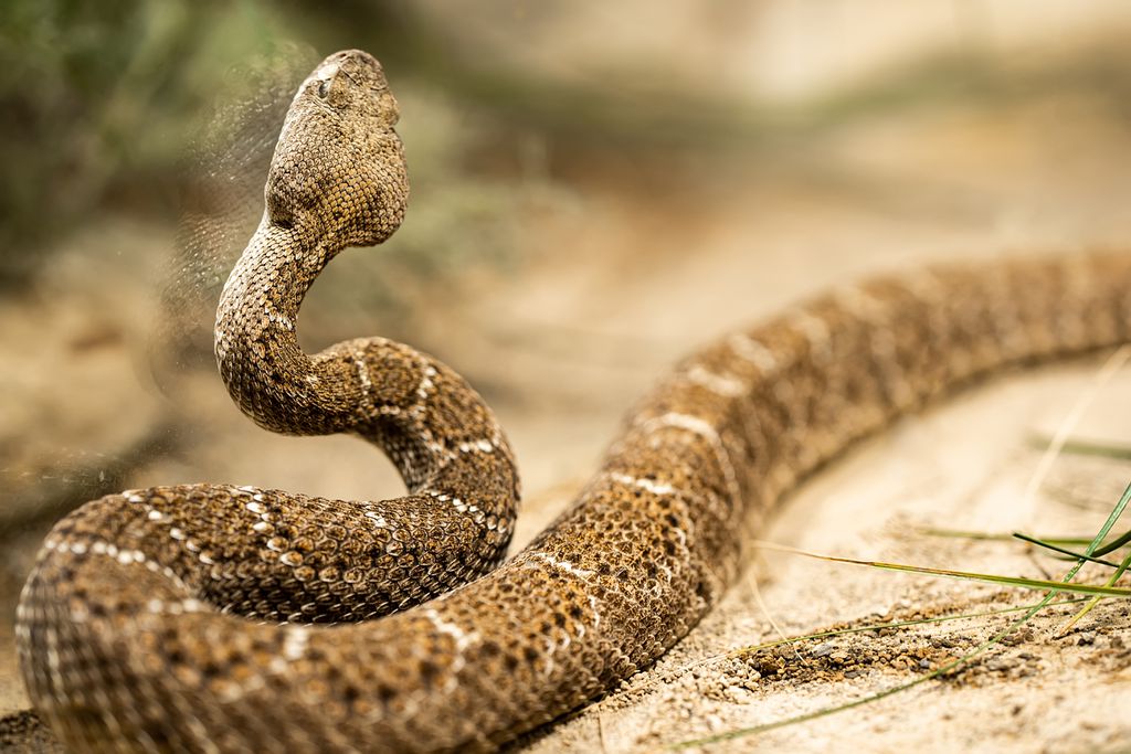 Despite passing the study free of pit viper venom, Elvis Nunes ended up suffering a rattlesnake bite (Photo: Twenty20photos/Envato Elements)
