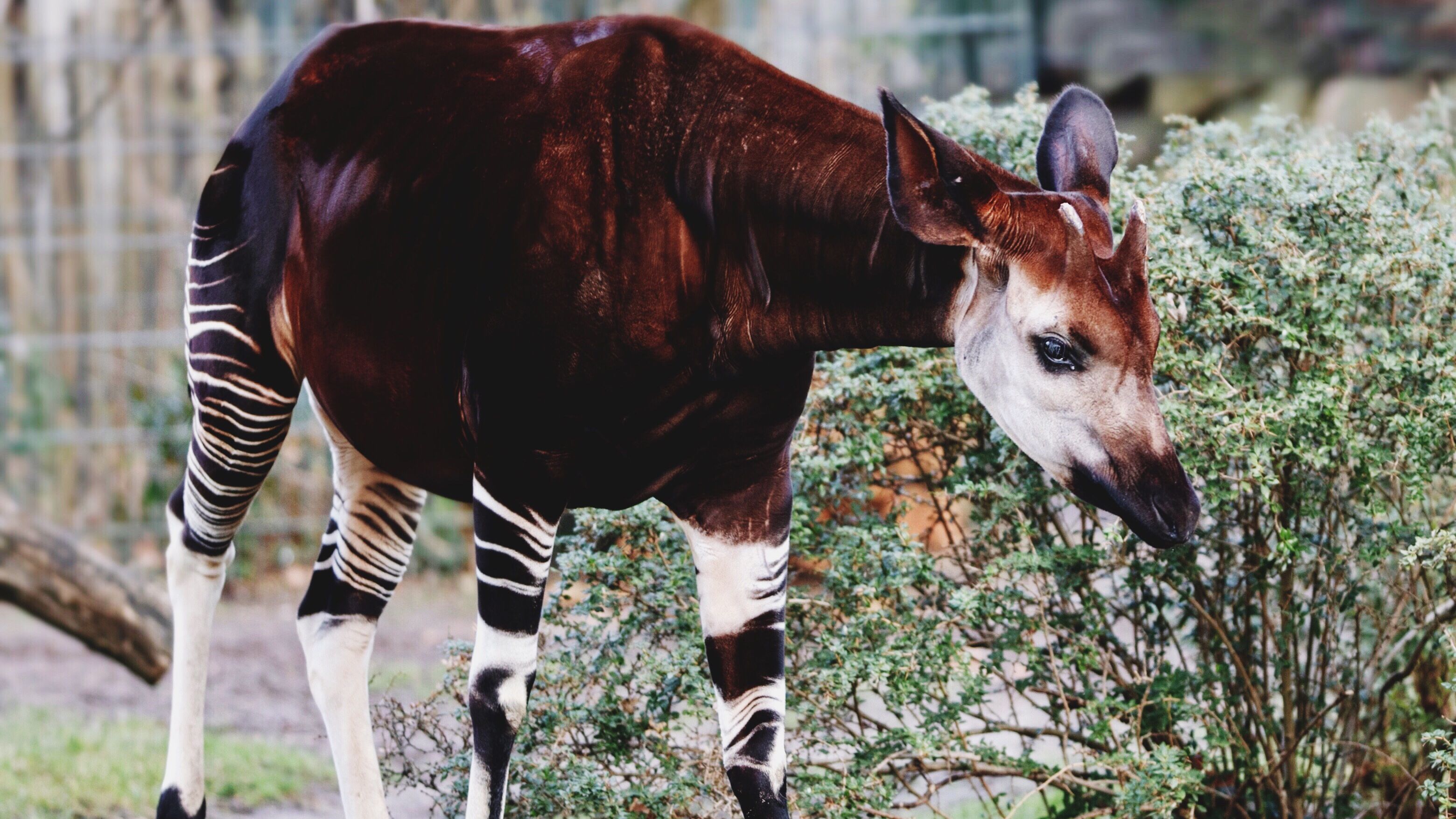 Girafa deve estar na lista de animais em extinção dos EUA, diz pedido