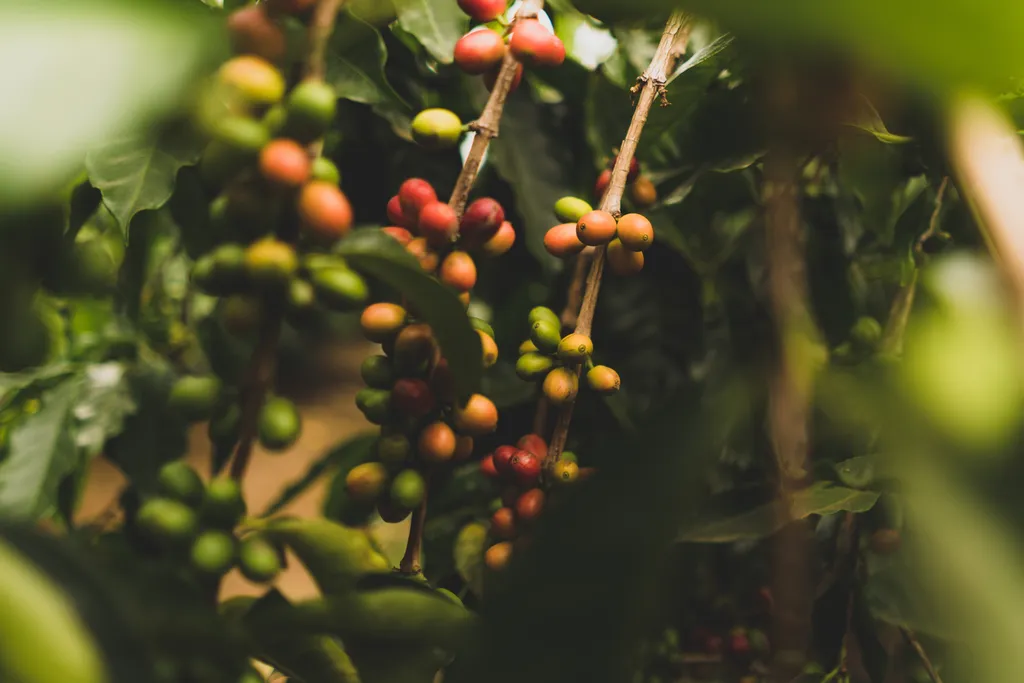 As maiores emissões de GEE estão na plantação e preparação do café, antes de chegar às prateleiras do supermercado: o consumidor pouco dita no consumo caseiro (Imagem: Unsplash/Clint McKoy)