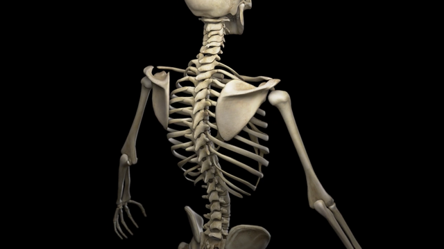 Você sabia? Bebês têm quase 100 ossos a mais que adultos!