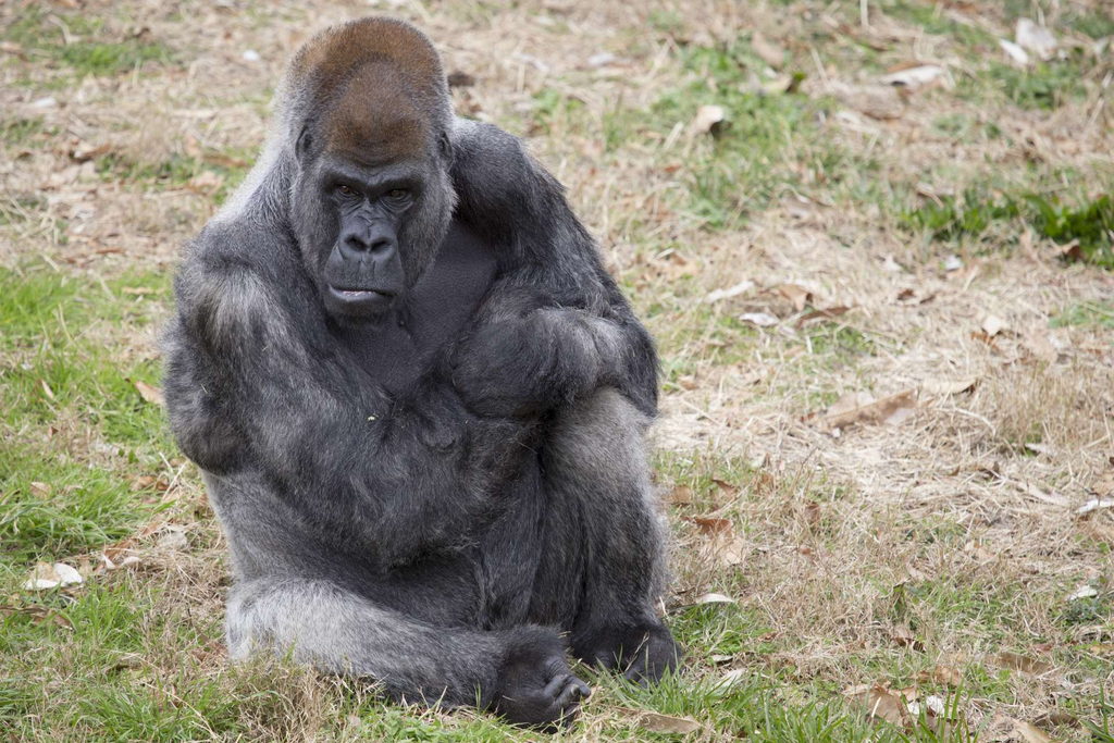Aos 60 anos, Ozzie é o gorila mais velho de sua espécie (Imagem: Divulgação/Zoo Atlanta)