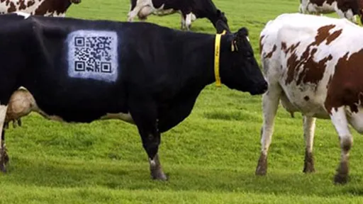 Fazendeiro pinta QR Code em vaca para aproximar público da sua produção