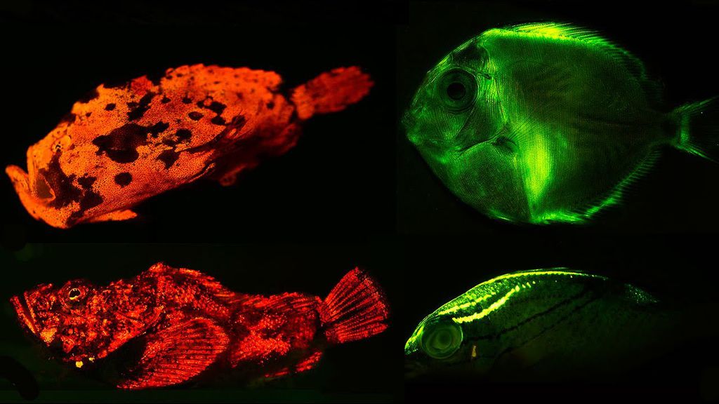Peixes biofluorescentes