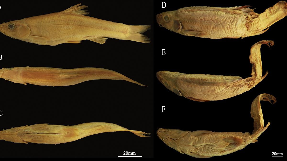 Cientistas descobrem peixe subterrâneo que ainda está em evolução na China