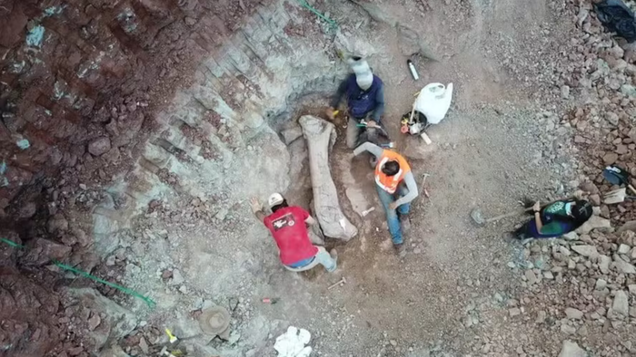 Fêmur achado no Maranhão era de titanossauro de 40 toneladas