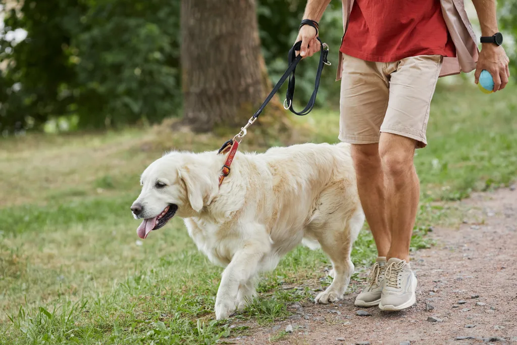 Idosos que levam cães para passear têm menos problemas físicos e cognitivos (Imagem: seventyfourimages/Envato)