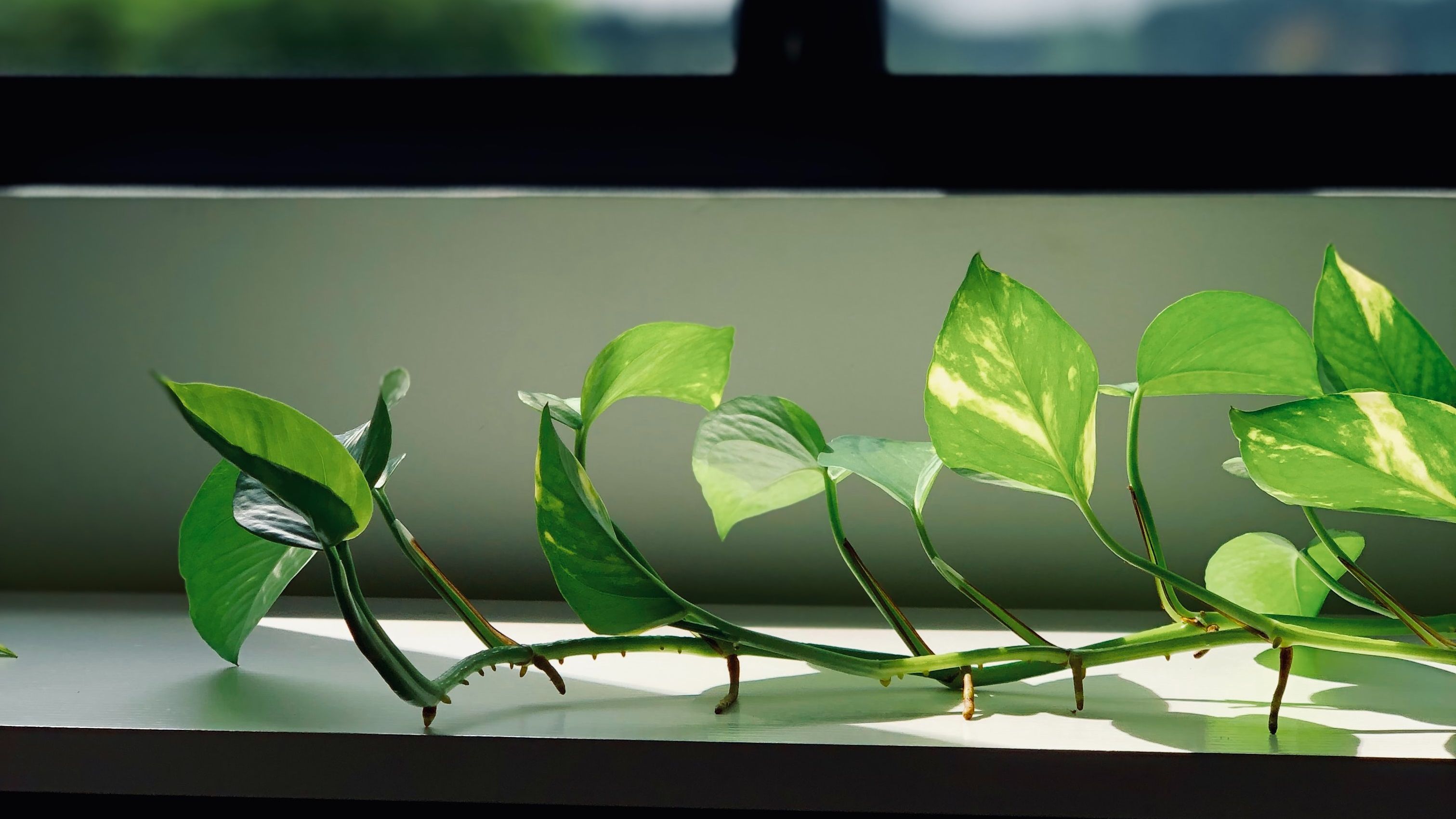 Purificação do ar - As plantas que deves escolher