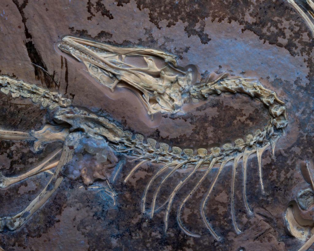 O Archaeopteryx do Museu de Campo de Chicago manteve preservados sinais de suas penas de voo, indicando a capacidade de voar como os pássaros mesmo sendo um dinossauro — na foto, os restos iluminados por luz UV (Imagem: Delaney Drummond/Chicago Field Museum)