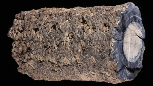 Paleobotânicos brasileiros descobrem fóssil de planta de 280 milhões de anos