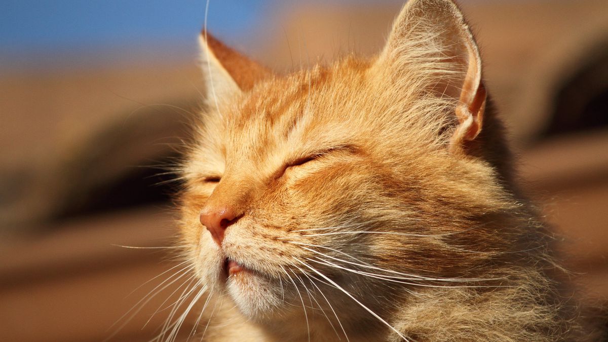 O mistério dos gatos laranjas | Gene explica por que quase todos são machos