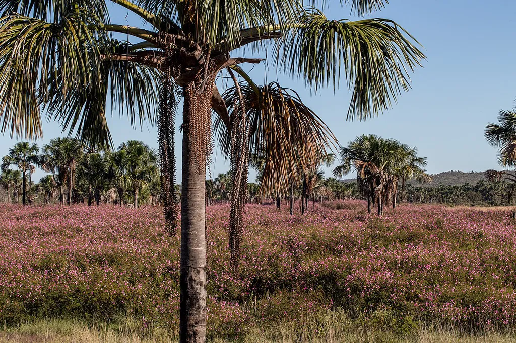 Vegetação do Cerrado no Parque Nacional da Chapada dos Veadeiros. O bioma também precisa ser preservado para que o Brasil atinja suas metas climáticas (Imagem: Eliane de Castro/Wikimedia Commons)