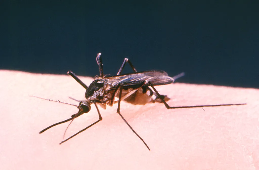 Nova York enfrenta surto de mosquitos que transmitem a Febre do Nilo Ocidental (Imagem: Robert S. Craig/CDC)