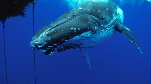 Nova IA em desenvolvimento vai permitir que humanos conversem com baleias