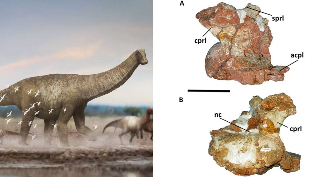 Austroposeidon magnificus 