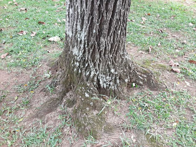 Foto tirada no modo automático sem zoom aplicado