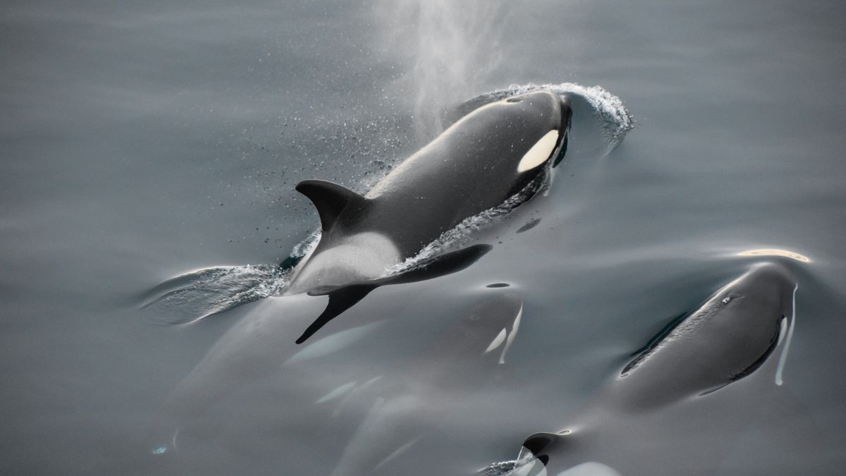 Flagra científico! Vídeo revela cena curiosa com duas orcas “beijando de língua”