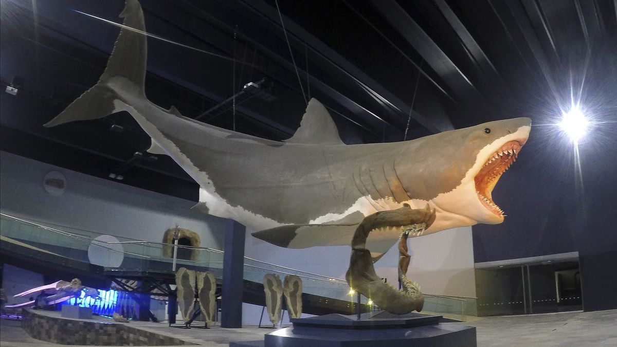 Filhotes de megalodon já nasciam com 4 metros e comiam irmãos no útero