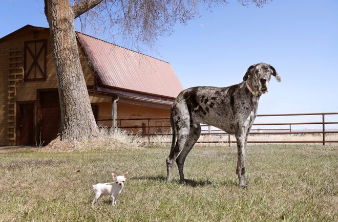 Dois cachorros em gramado