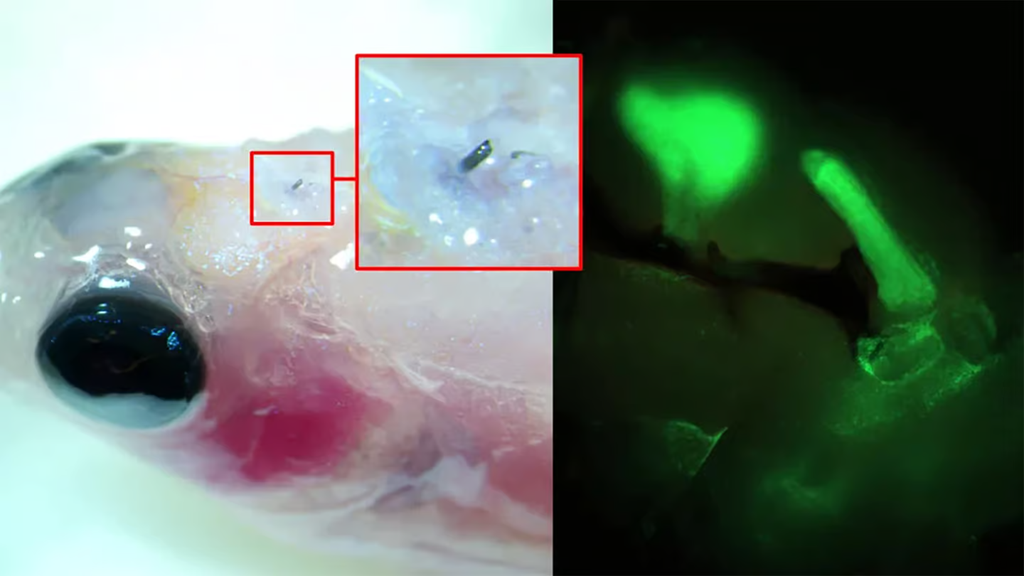 Eletrodo é uma das inovações científicas do mês (Imagem: Hjort et al, 2023/Nature Communications)