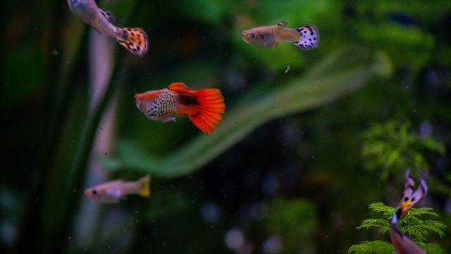  Diogo Cardoso/Unsplash