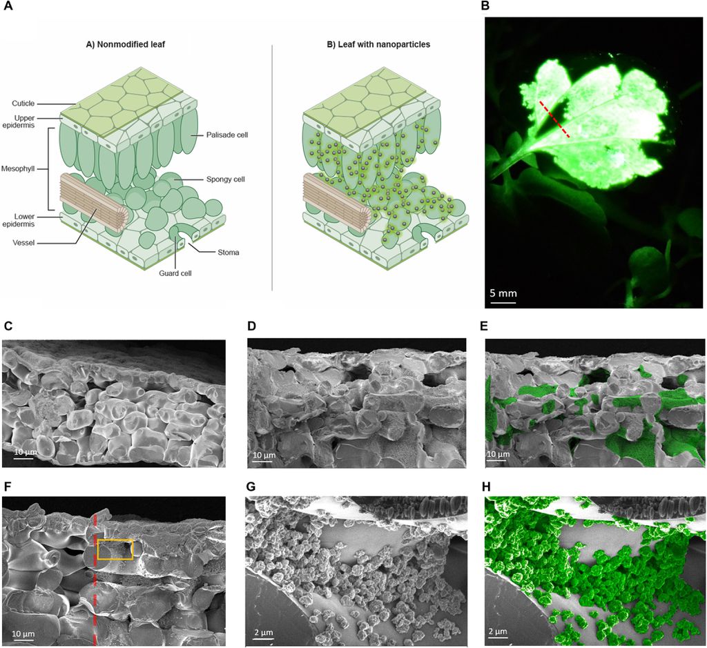 Partículas brilhantes infundidas por meio de pequenos poros nas folhas (Imagem: Reprodução/MIT)