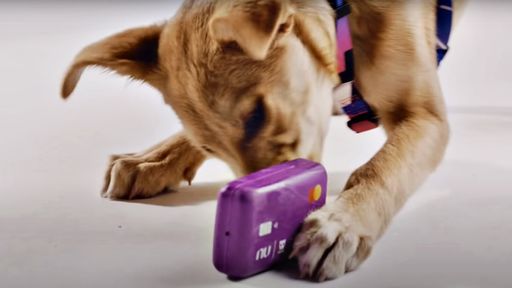 Nubank cria brinquedo em forma de cartão para cachorros não comerem os originais