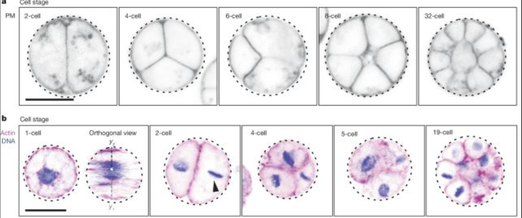 O processo de divisão por clivagem dessa criatura unicelular mostra que a programação embriônica sempre esteve presente na vida, mesmo antes do 1º embrião (Imagem: Olivetti et al./Nature)