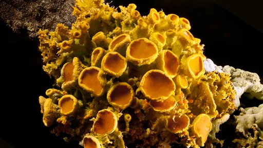 Qual é a diferença entre fungos e bactérias?