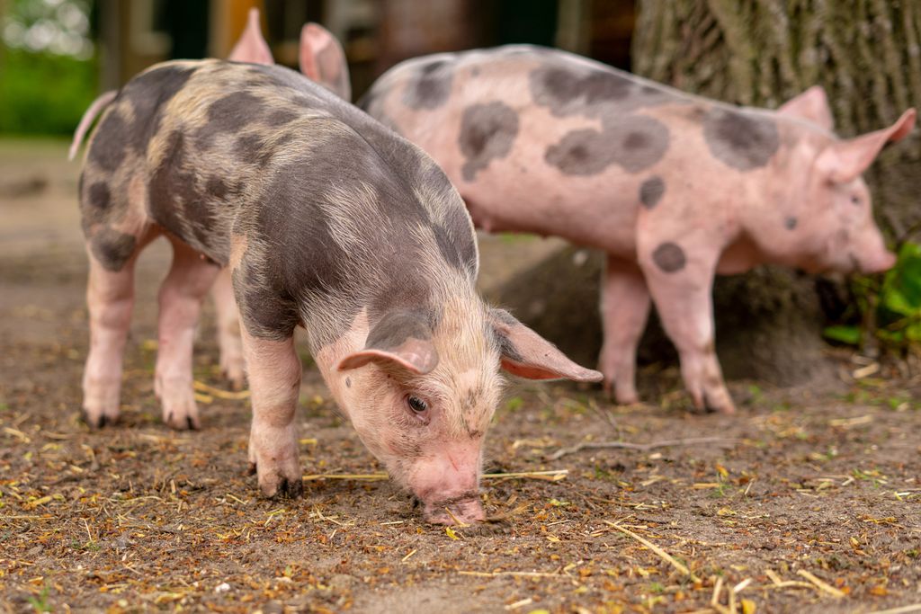 Cientistas da Alemanha querem criar porcos para o transplante de corações em humanos (Imagem: Reprodução/Wirestock/Freepik)