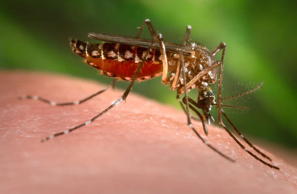 Dengue pode atrapalhar o ciclo capilar e provocar a queda de cabelo (Imagem: James Gathany/CDC)