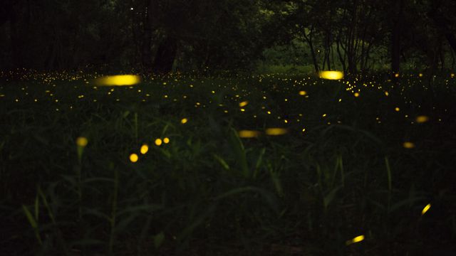  toan phan/Unsplash