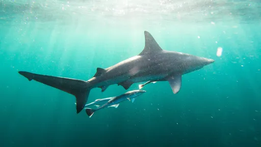Tubarão fêmea engravida sozinha e dá à luz em tanque sem machos
