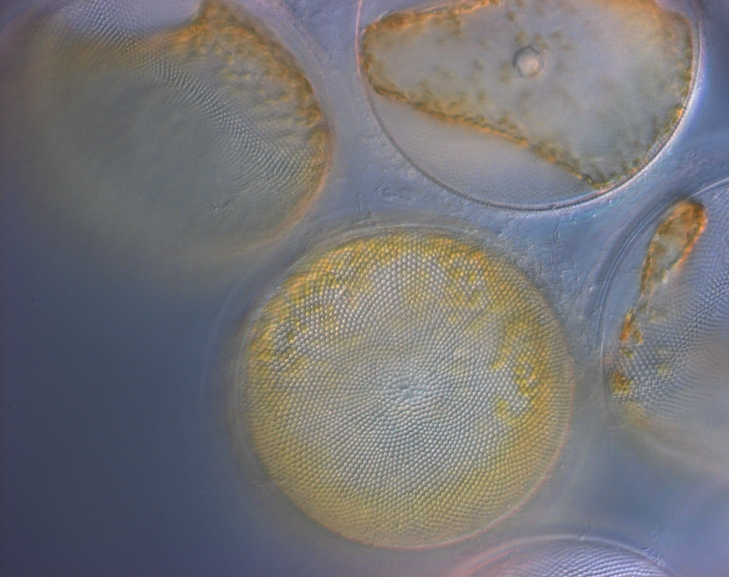 Microrganismos como os plânctons desempenham um papel fundamental na formação das cadeias de montanhas (Imagem: Reprodução/Colleen Durkin/Moss Landing Marine Lab)