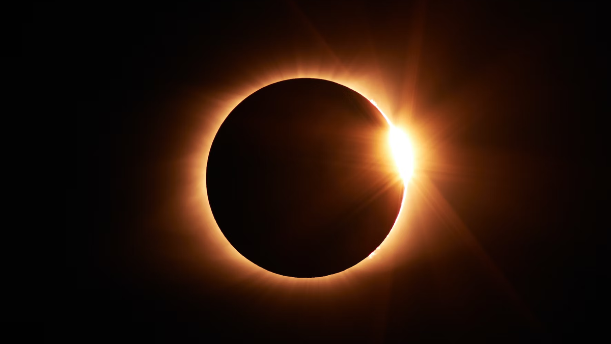 Árvores das florestas são como orquestras e "conversam" antes de eclipse solar